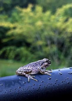 黒いパイプに擬態するアマガエル 黒いパイプに擬態するアマガエルの写真