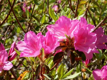 [Flower photo] Azalea flowers, JPG