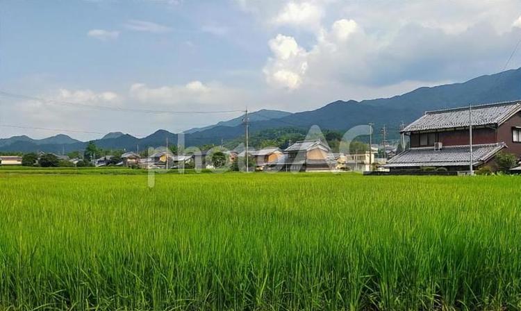 田舎の田園風景 田舎,風景,田んぼの写真素材