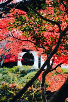 Autumn leaves of maple trees | Hofukuji Temple, JPG Autumn leaves of maple trees | Hofukuji Temple, JPG