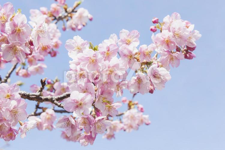 免々田川の桜18（田原市） 桜,河津桜,免々田川の写真素材