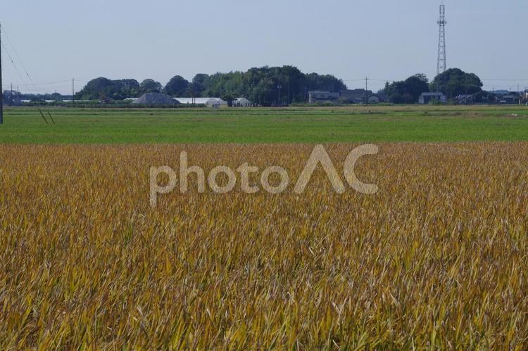 畑の中の黄色と緑色の境界線 黄色,緑色,畑の写真素材