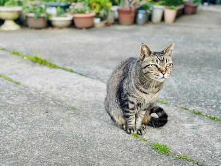 Photo, বিড়াল, kijitora, nyanko, 