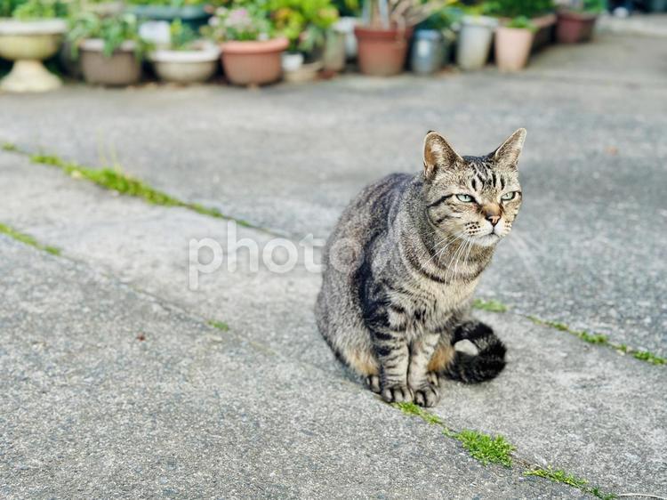 鉢植えの庭先で佇むキジトラ猫 地域猫,猫,ねこの写真素材