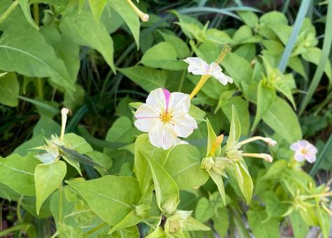 オシロイバナ_薄黄にピンク線B_711G 花,オシロイバナ,薄黄色の写真素材