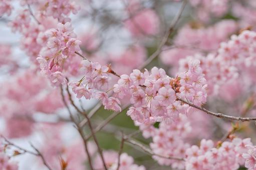 春をつげる綺麗な初御代桜 春をつげる綺麗な初御代桜の写真