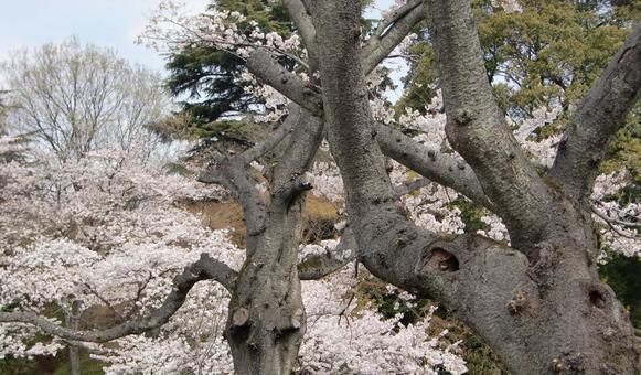 清水公園の桜-82 清水公園の桜-82 清水公園,千葉県野田市,桜の木の写真素材