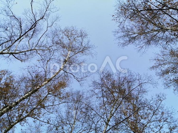 秋の空と木々 木,枝,自然の写真素材