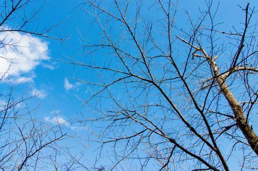 冬の青空 冬の青空の写真