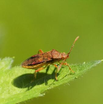アカヒメヘリカメムシ アカヒメヘリカメムシ アカヒメヘリカメムシ,カメムシ,甲虫の写真素材