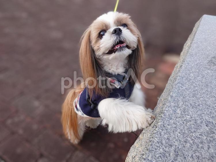 シーズー シーズー,シーズー犬,ふわふわの写真素材