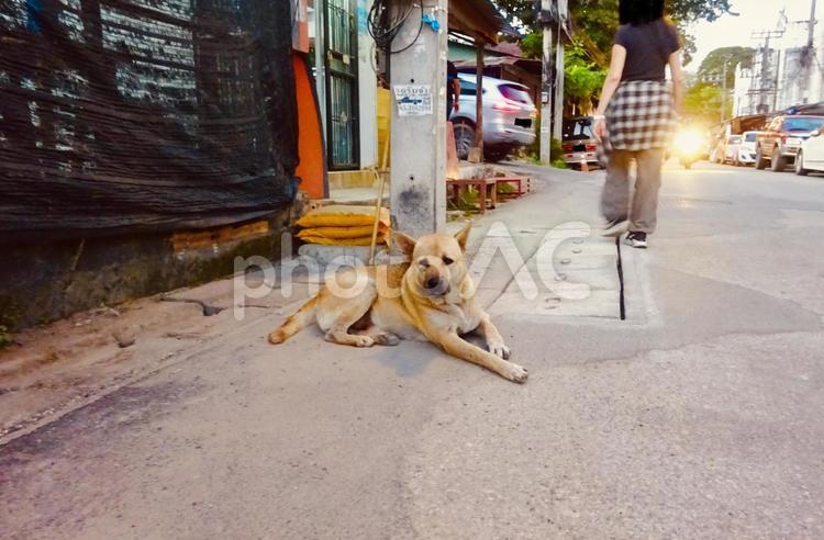 タイの路上と野良犬 空,犬,いぬの写真素材