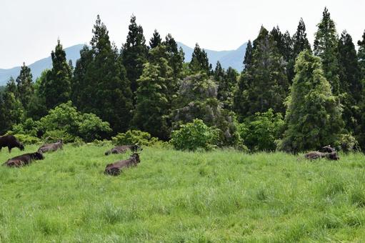 スギの木 針葉樹林 杉,スギ林,針葉樹の写真素材