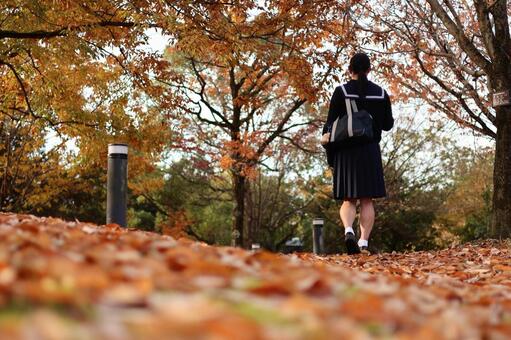 公園を抜けて 紅葉,秋,落ち葉の写真素材