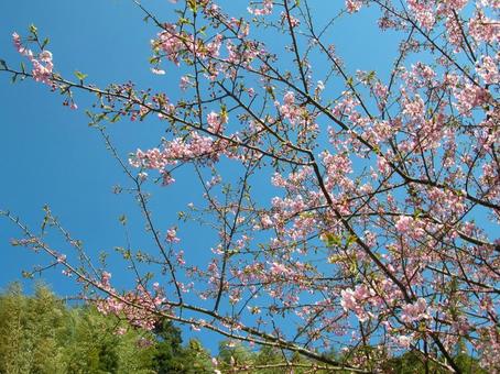 ピンクの花 ピンクの花の写真