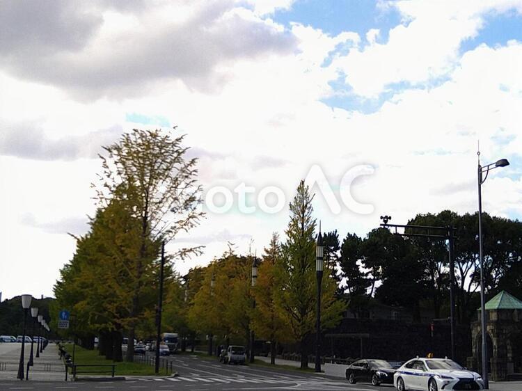 イチョウ並木 木,通り,都市の写真素材