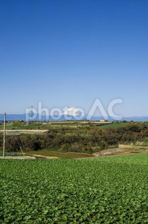 三浦市大根畑より富士山を臨む 三浦半島,大根畑,富士山の写真素材
