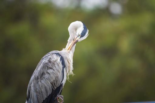 Close-up of a Grey Heron, JPG