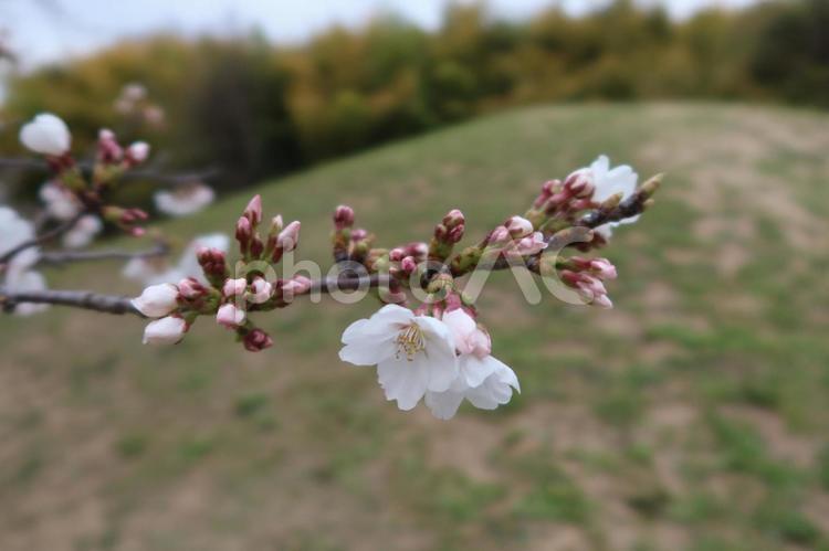 桜（蕾と花） 桜,サクラ,ソメイヨシノの写真素材