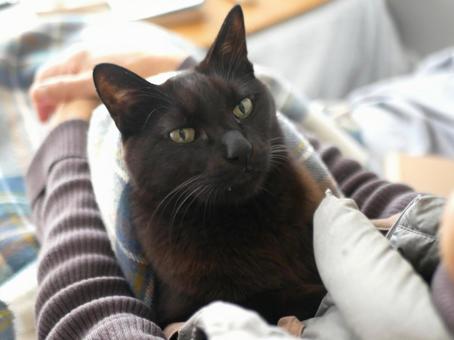 飼い主を見つめる猫 猫,高齢者,高齢女性の写真素材