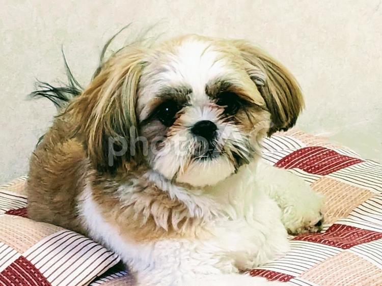 座布団の上でくつろぐシーズー犬 座布団,丸顔,ドッグの写真素材