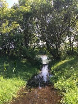 小川の先 小川の先の写真