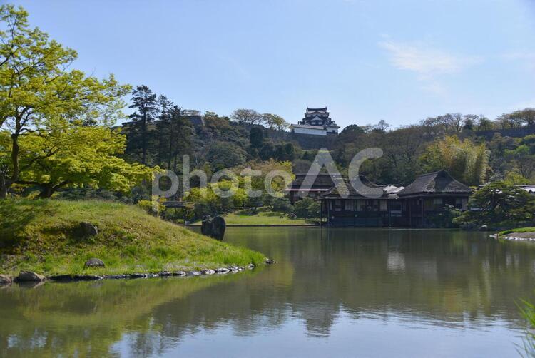 玄宮園からの彦根城 城,彦根城,玄宮園の写真素材