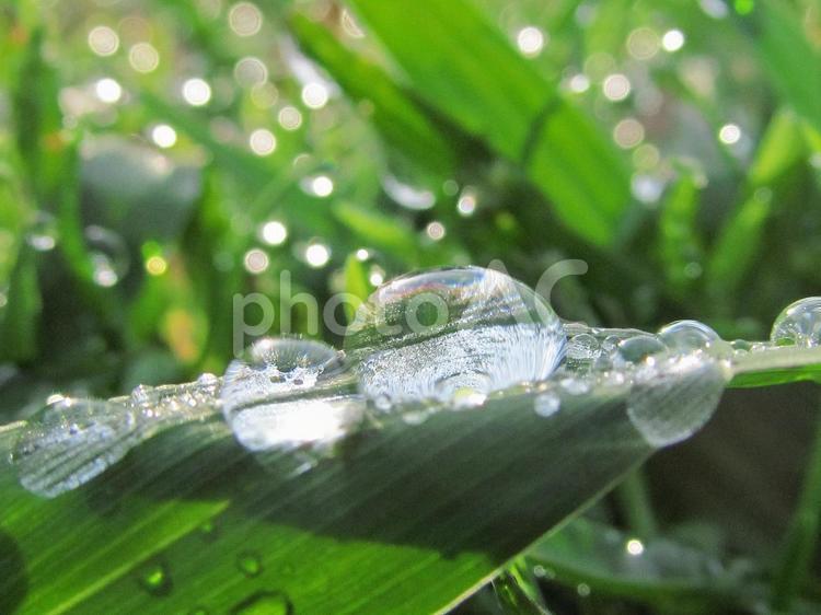 水滴と朝の光の風景 水滴,しずく,雨の写真素材