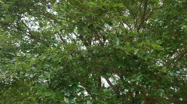 セイヨウウキヅタの木の写真