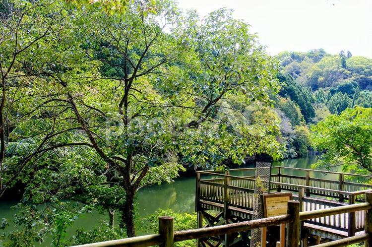 兵庫県立ゆめさきの森公園 山,木々,池の写真素材