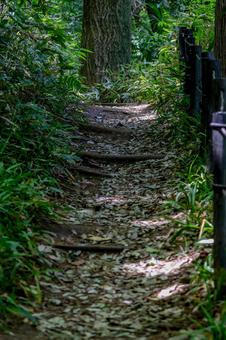 公園の小路の写真