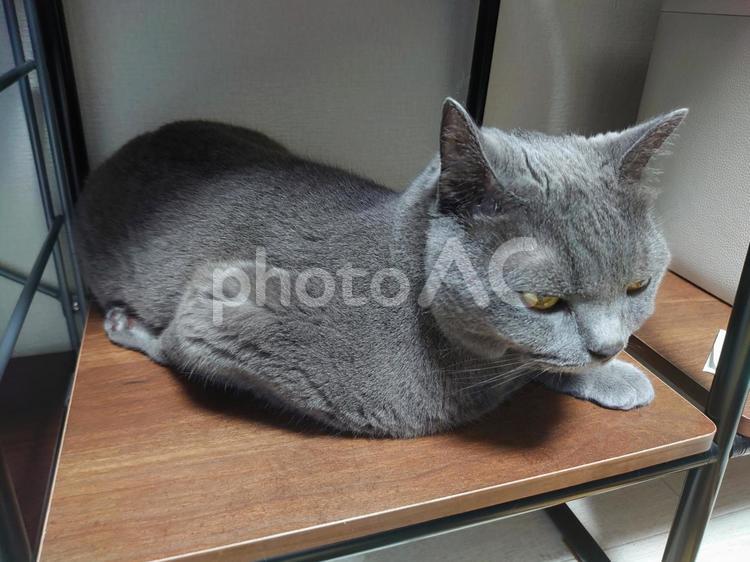 個性的な体勢で休む猫 猫,ブリティッシュショートヘア,動物の写真素材