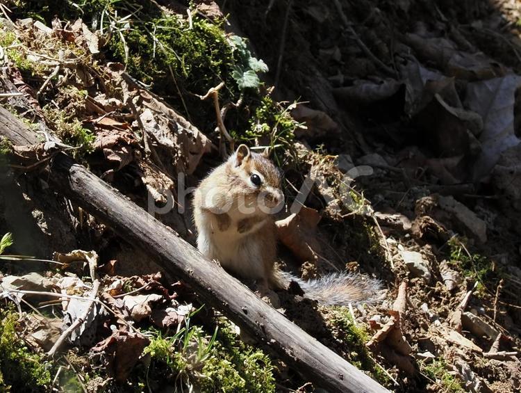 野生のシマリス リス,シマリス,動物の写真素材