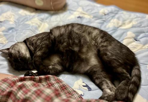 ヴェルちゃん安心してオヤスミ ヴェルちゃん安心してオヤスミ ねこ,可愛い,ペットの写真素材