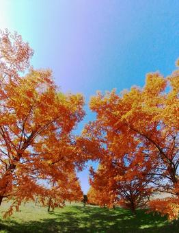 秋紅葉 秋紅葉の写真