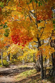 北海道　大沼国定公園　秋の風景 北海道,大沼,函館の写真素材