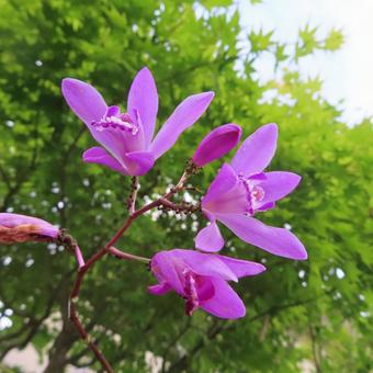 シラン（紫蘭） シラン,紫蘭,花の写真素材
