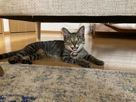 猫 猫 猫,昼寝,野良猫の写真素材