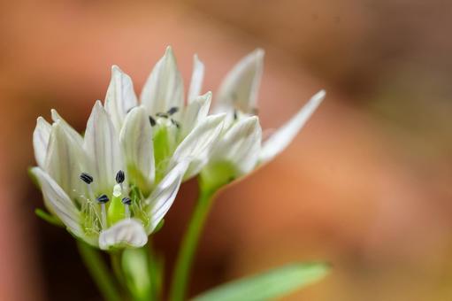 センブリ センブリ,千振,リンドウ科の写真素材