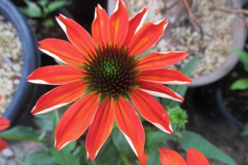 エキナセアの花 エキナセアの花の写真