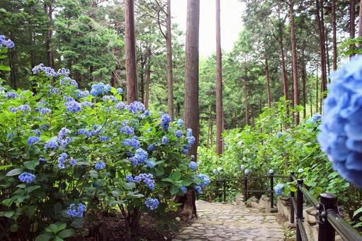 Hydrangea, JPG