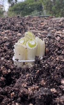 家庭菜園　ネギ 家庭菜園,ネギ,ねぎの写真素材