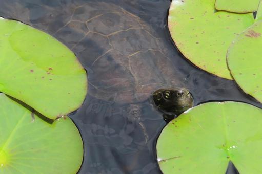 蓮の池のカメ アカミミガメ,ミドリガメ,亀の写真素材