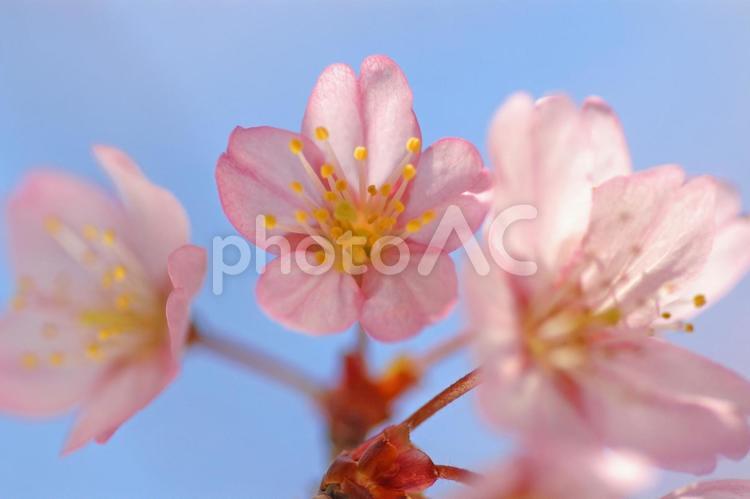 青空に映えるサクラの花びら（東山公園） 春爛漫,桜満開,花見日和の写真素材