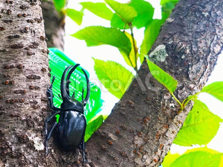 夏の樹木⑥ カブトムシ,木,夏の写真素材