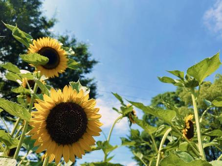 ヒマワリのクローズアップと青空 ヒマワリのクローズアップと青空 ヒマワリ,花,フラワーの写真素材