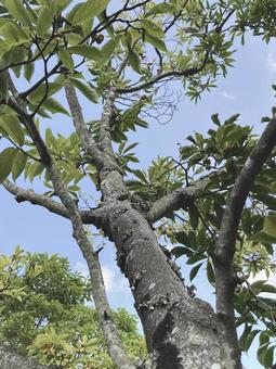 樹木 コブシの木,樹木,木の写真素材