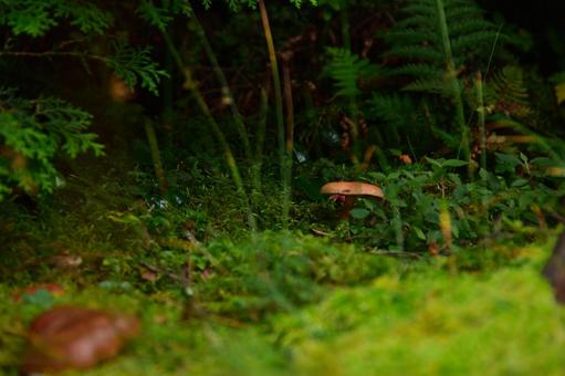 苔とキノコ 苔とキノコの写真