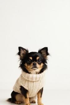 白背景でセーターを着たチワワ 縦長 白背景でセーターを着たチワワ 縦長の写真