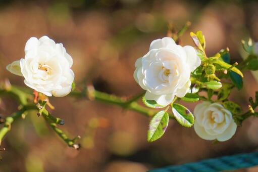 光を浴びる白いバラの写真